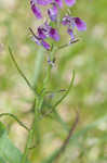 Clasping jewelflower